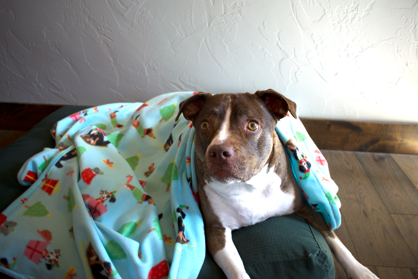 Christmas Dog Gifts Blanket