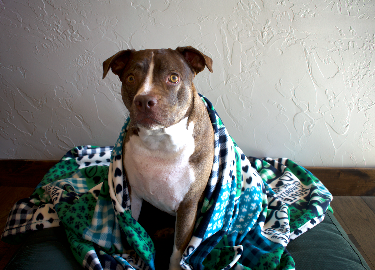 'Dogs Are My Favorite People' Blanket