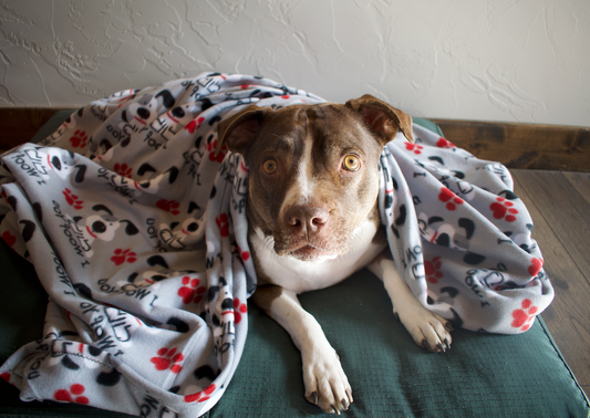 'I Woof You" Dog Blanket